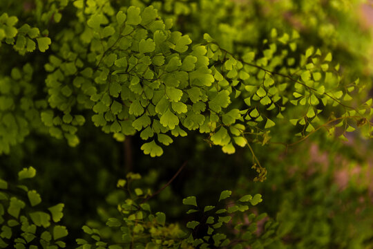 green leaves background