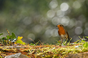 Robin resting on the ground with bokeh background