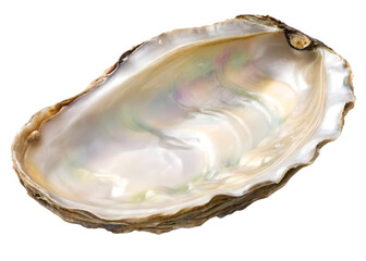 Polished Oyster Shell PNG &ndash; Realistic Pearlescent Interior Shell on Transparent Background