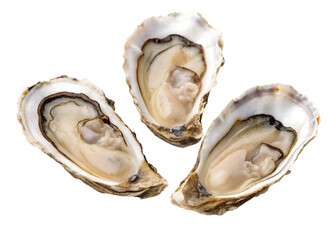 Naklejka premium Oyster Shell Cluster PNG – Realistic Empty Seafood Shells on Transparent Background