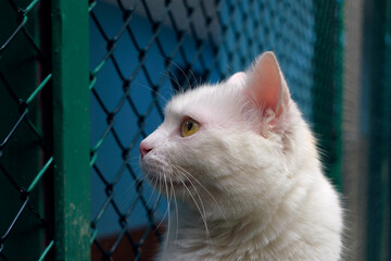 White heterochromia Turkish Van cat with blue and amber eyes outdoors.