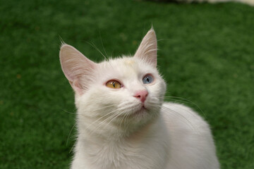 White heterochromia Turkish Van cat with blue and amber eyes outdoors.