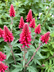 monarda cambridge scarlet bee balm red flowers