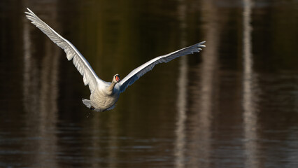 Young mute swan in flight over calm water