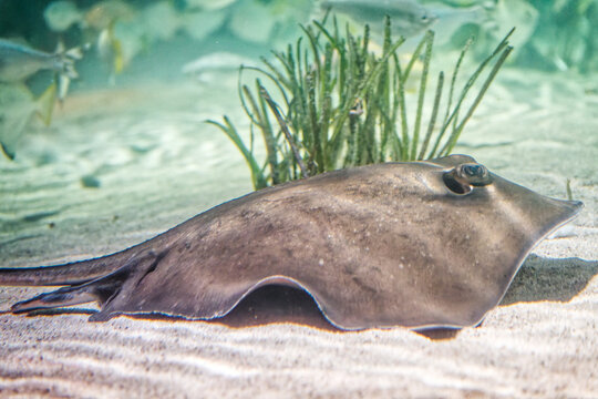 Vibrant underwater habitat reveals stingray amidst coastal ecosystem details