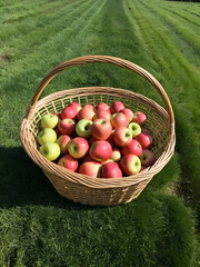 freshly picked apples in a basket at the apple orchard