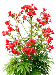 Image of delonix regia plant, in abundant bloom, isolated on transparent background png file.
