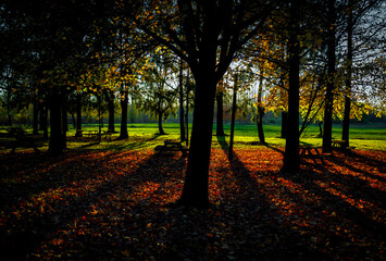 Fototapeta premium autumn in the park