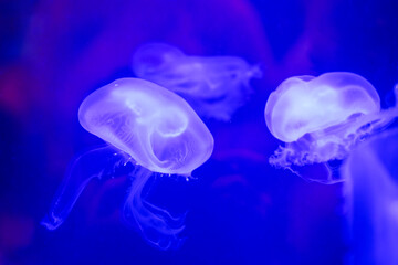 Nighttime marine exhibit showcasing luminous jellyfish with flowing tentacles and gentle movements