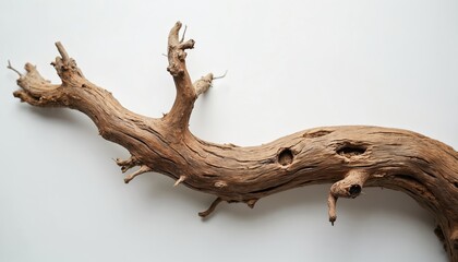 Fototapeta premium Textured old wood branch with knots and holes on clean white background. Natural aged timber for crafting or decoration. Rustic organic element.