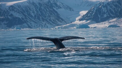 Fototapeta premium A whale's tail is seen breaking the surface of the ocean as it dives, surrounded by stunning icy mountains and glaciers. The scene captures the beauty of Arctic marine life.
