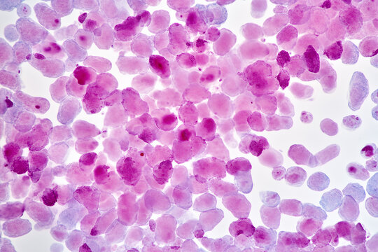 Mikroskopische Ansicht von Zellen in violetter F&auml;rbung &ndash; medizinische und biologische Forschung