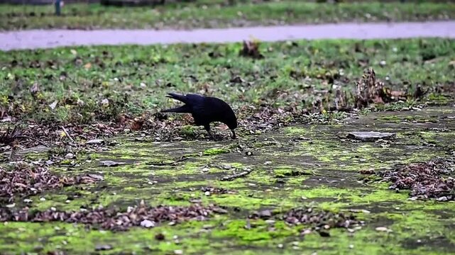 Crow on green moss eating walnut in public park 
