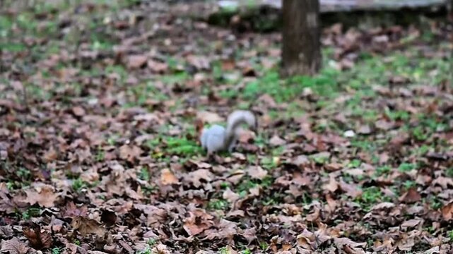 Red ears squirrel jumping on green grass and brown leaves in public park