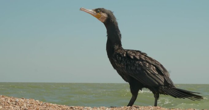 Large black cormorant resting on a pebble beach, carefully observing its surroundings with the calm sea and clear sky in the background, a beautiful wildlife scene in its natural habitat.