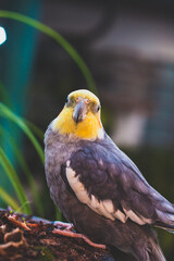 blue and yellow macaw