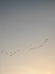 birds in the sky 