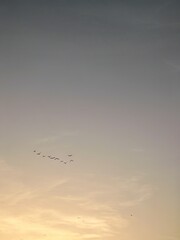 birds flying in the sky