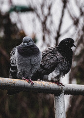 pigeon on the branch