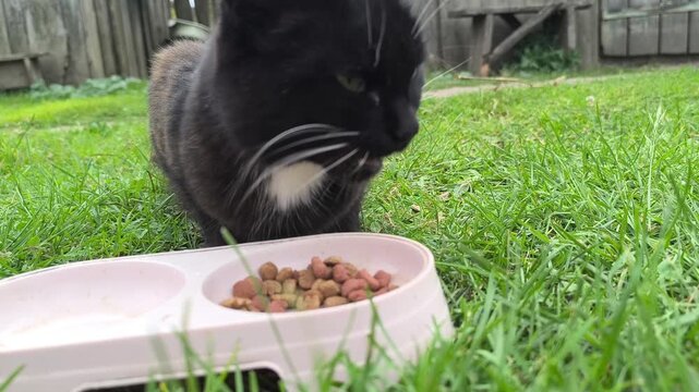 Close-up seekor kucing domestik yang sedang asyik memakan makanan dari tempat makan di halaman rumah 