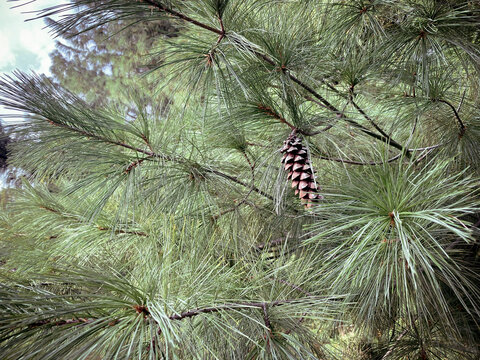 Lone pinecone hanging on a tree - Powered by Adobe