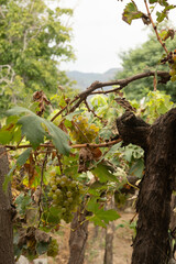 Racimo de uvas blancas madurando entre hojas verdes y secas en una viña tradicional iluminada por luz natural suave.