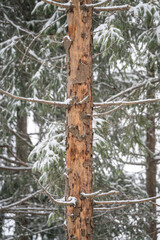 Exposed part of spruce bark on a tree outside in winter in the forest.
