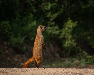 Yellow mongoose captured in a moment of stillness on a sunlit gravel path, with vivid amber eyes and a watchful expression. This image highlights the animal's alert posture and natural behavior, ideal