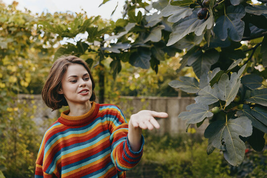 Woman in a colorful striped sweater in a backyard garden, reaching hand to green leaves and fig tree, smiling brunette in a casual outfit for cozy lifestyle and nature portrait.