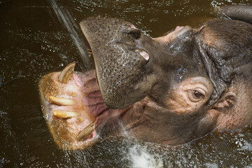 Adult hippopotamus in water, close-up on the head with open mouth being sprayed with water.
