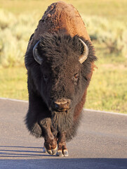 Bison walking on the road in Yellowstone National Park, Lamar Valley