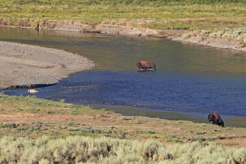 Bisons and wolf crossing the river in Lamar valley, Yellowstone National Park, USA