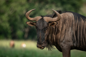 Close-up of a blue wildebeest with powerful curved horns, standing alert in green grass with a soft-focus background. The animal's direct gaze and muscular build emphasize strength and wilderness