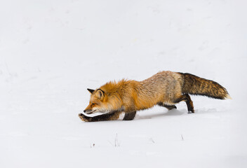 Red Fox (Vulpes vulpes) Runs Left Paw Outstretched