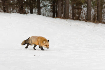 Red Fox (Vulpes vulpes) Moves Right Nose Down Forest in Background