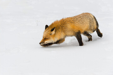 Red Fox (Vulpes vulpes) Steps Left In Snow Ears Back Winter