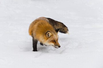 Red Fox (Vulpes vulpes) Turns Right Nose Down Winter