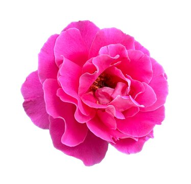 Pink rose isolated on white background. Rosa damascena, Damascus rose or sometimes known as Persian, Bulgarian, Taif, Isfahan or Castilian rose, is a hybrid of Rosa gallica and Rosa moschata roses.