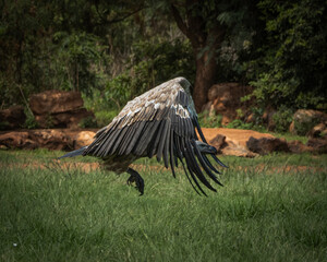 Several vultures gathered closely while feeding on a carcass hidden in tall green grass, captured in a raw and natural moment of scavenging behavior. This powerful wildlife scene illustrates the
