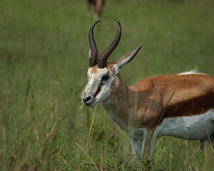 Elegant springbok antelope standing alert in tall green grass, with striking curved horns and distinctive brown and white markings. Captured in natural daylight, this image evokes themes of agility