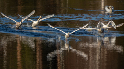 Young mute swans running on water during takeoff