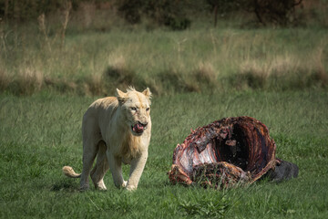 Side view of a lioness walking alertly through green grass, mouth slightly open and eyes fixed ahead. Captured in natural light, this image conveys strength, purpose, and raw wildlife energy. Ideal