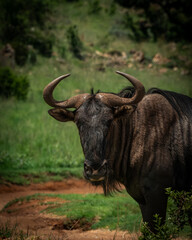 Close-up of a blue wildebeest with powerful curved horns, standing alert in green grass with a soft-focus background. The animal's direct gaze and muscular build emphasize strength and wilderness