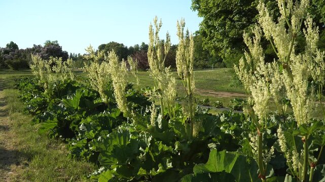 Rhubarb plants bloom with creamy flower stalks in a sunlit field, showcasing seasonal splendor on the edge of cultivated horticultural land. 