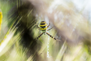 Eine große Wespenspinne in ihrem Spinnennetz