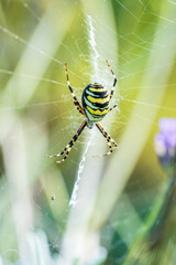 Eine große Wespenspinne in ihrem Spinnennetz