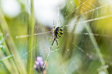 Eine große Wespenspinne in ihrem Spinnennetz