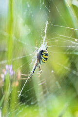 Eine große Wespenspinne in ihrem Spinnennetz
