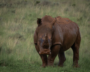 Fototapeta premium Large rhinoceros coated in mud grazing peacefully on green grass in a wild savanna environment. This powerful wildlife image highlights themes of strength, conservation, and natural behavior. Ideal