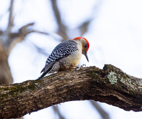 Red-bellied Woodpecker (Melanerpes carolinus) Foraging On Branch In Winter